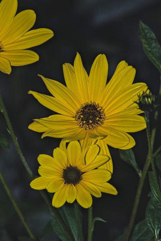 Helianthus petiolaris - Giant Tao /