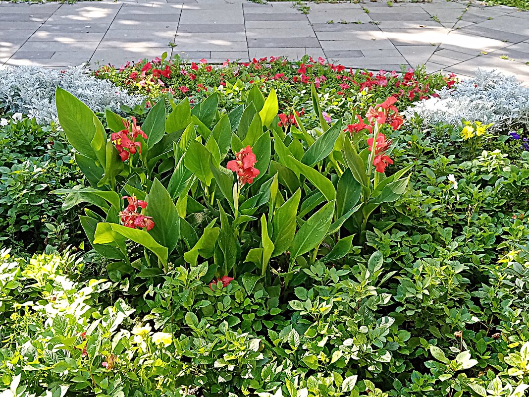 Цветы. - Владимир Драгунский