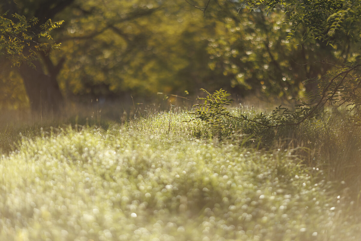 Утренний  свет - Светлана Тихонина