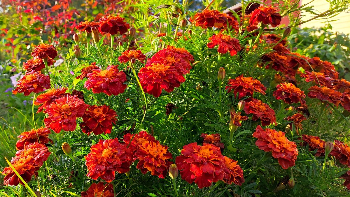 Цветы - Владимир Зыбин