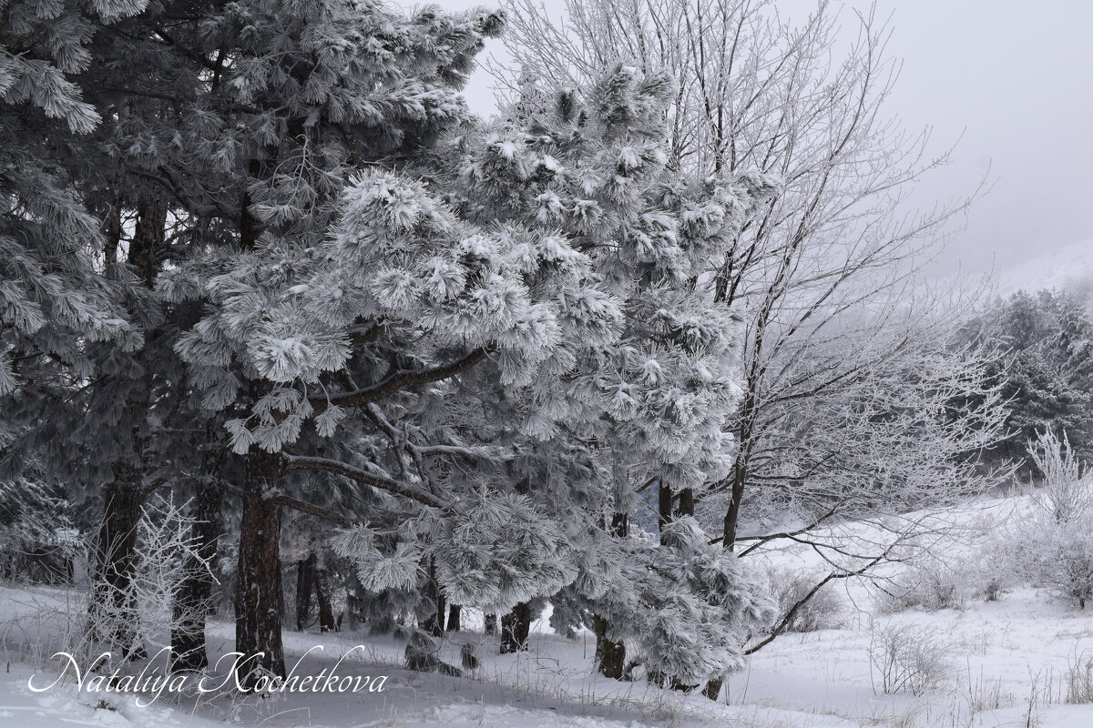Природа Крыма - Amazing Cosmea