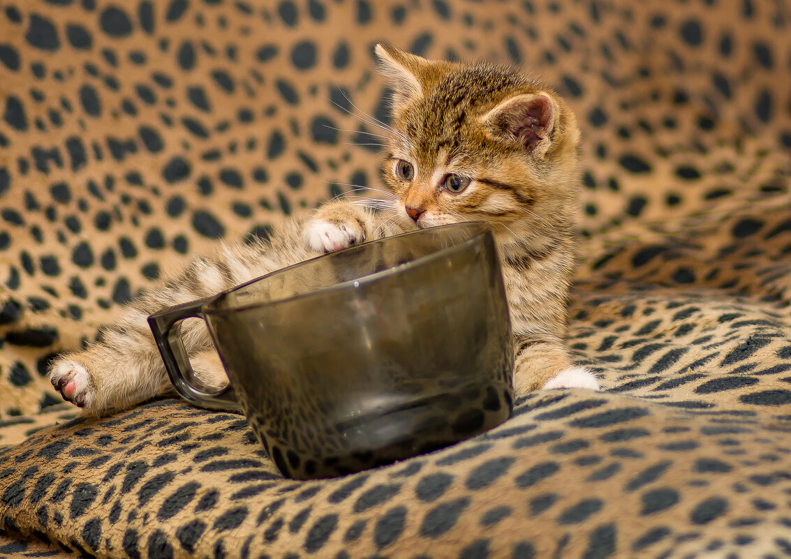 Умка... - Sergey (Apg)