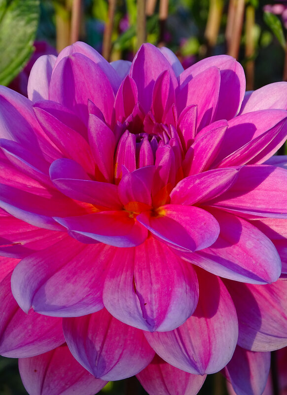 Георгин - Татьяна Венцель