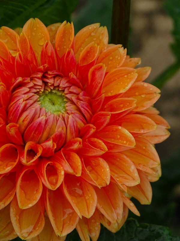 Георгин - Татьяна Венцель