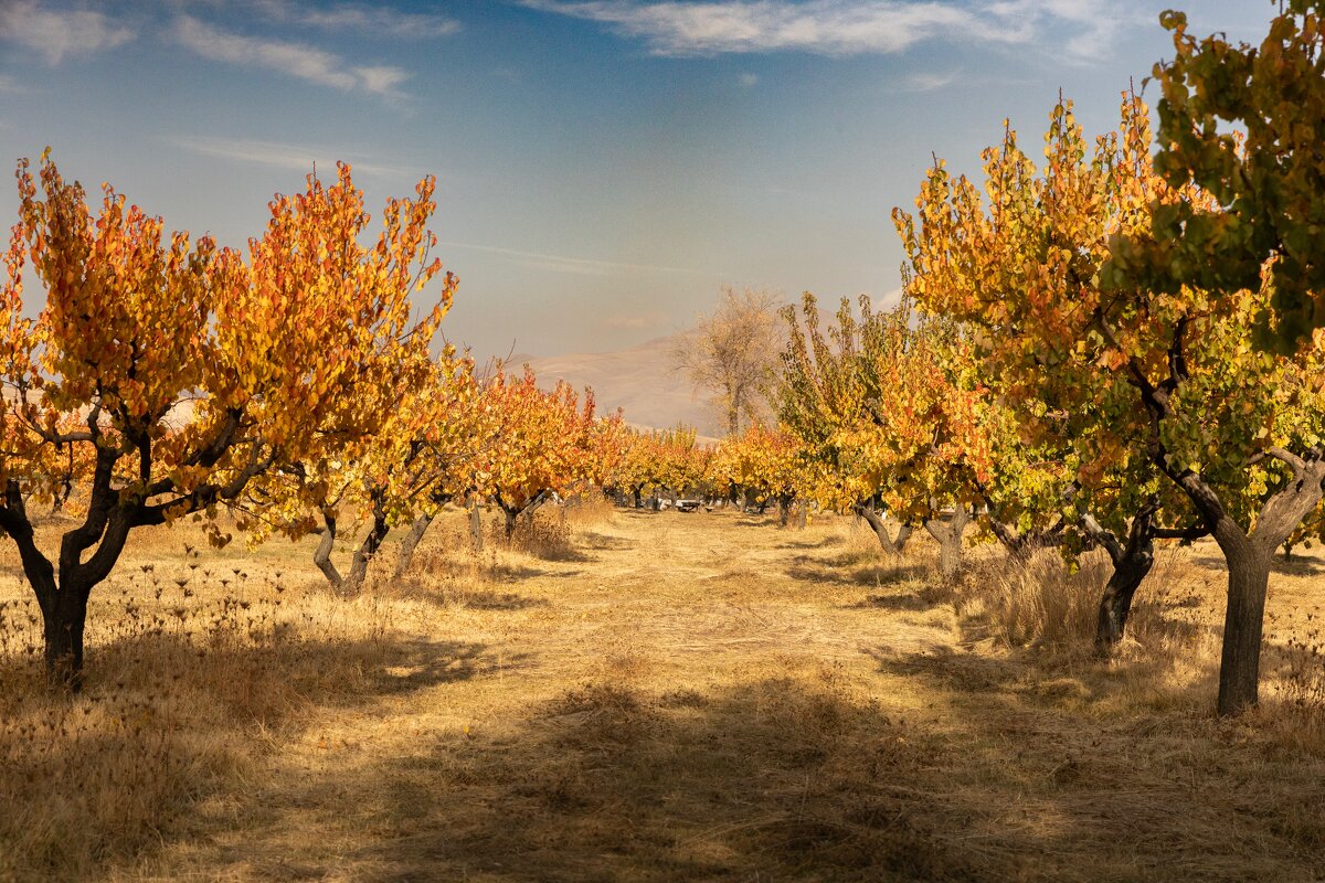 Осень в Армения - Movses Shahinyan