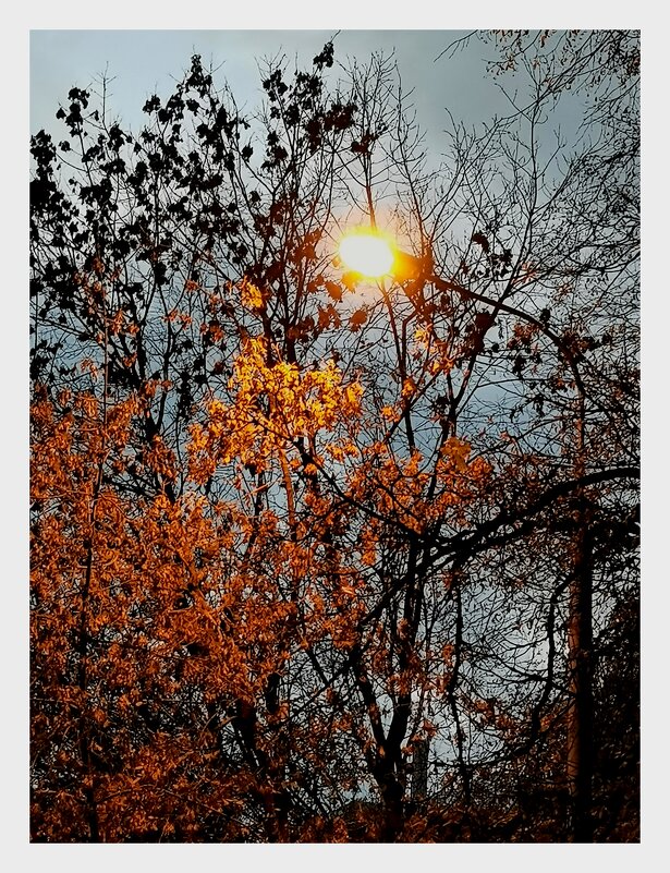 *** - Любимова Ольга 