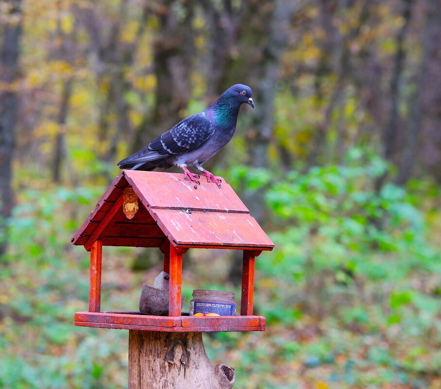 Главный по кормушке - Evgeny Mameev