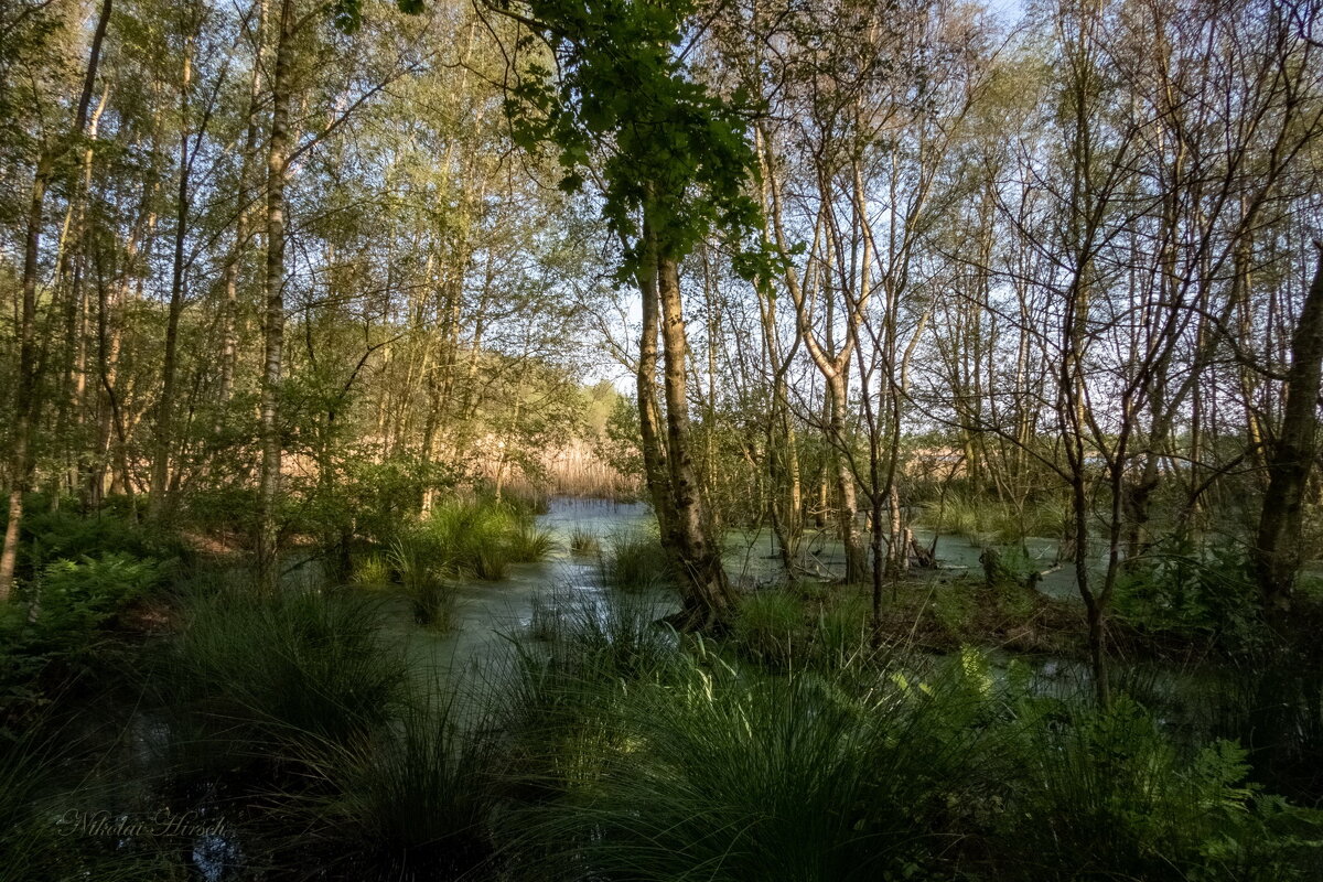 В заповедном месте... - Николай Гирш