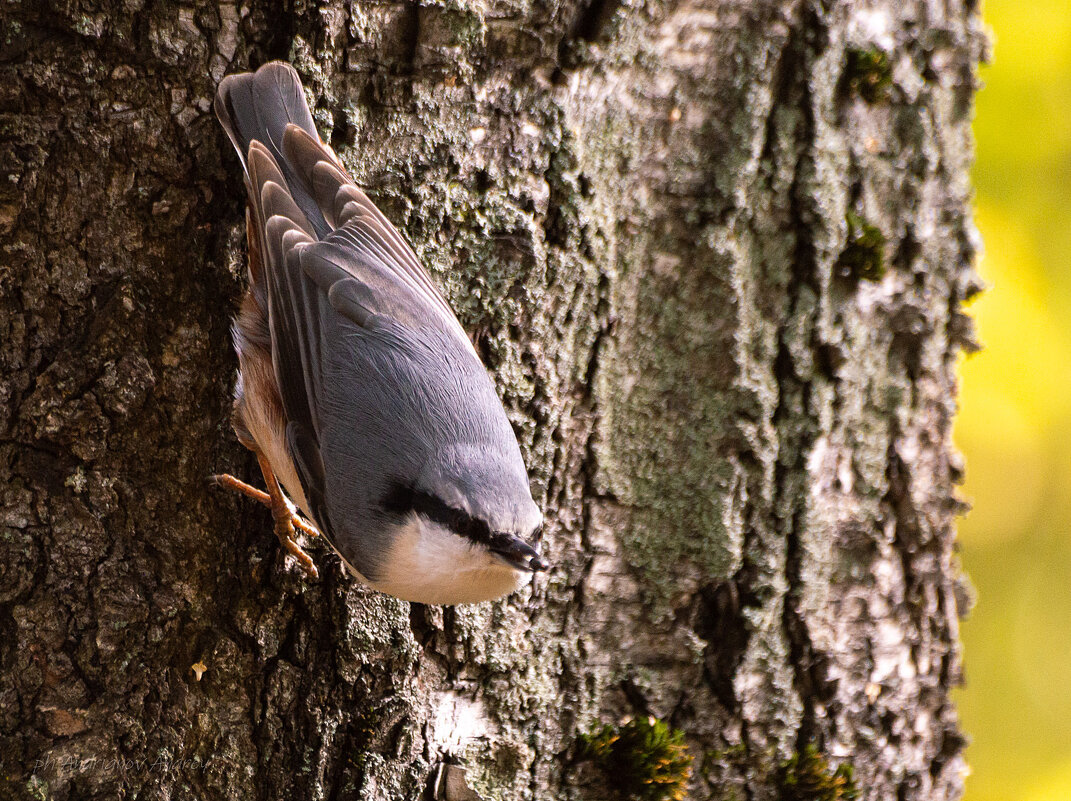 Поползень - Андрей Андрианов