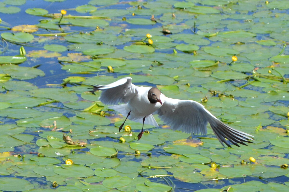 Чайка - Николай 