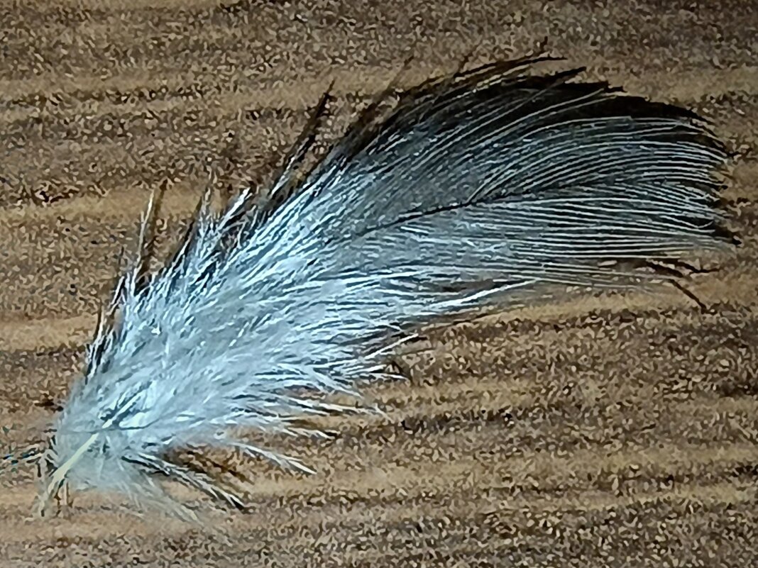 * - Редкий Гость