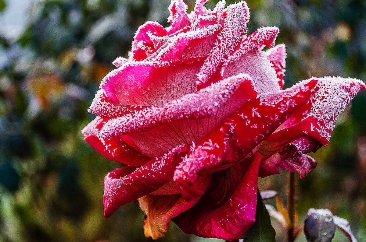 Роза на морозе - Андрей Щетинин