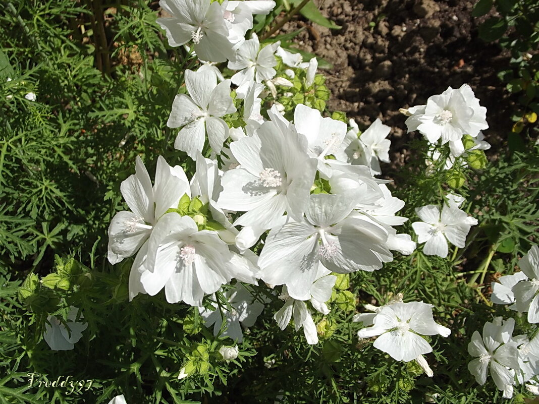 Мускусная мальва - Freddy 97 Мускусная мальва - Freddy 97