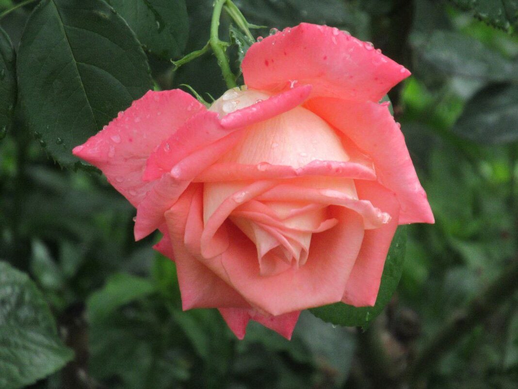 Розы... розы... - viach Розы... розы... - viach