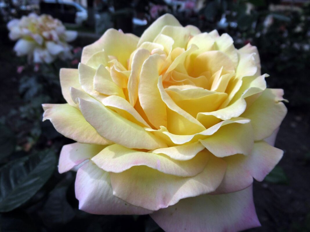 Розы... розы... - viach 