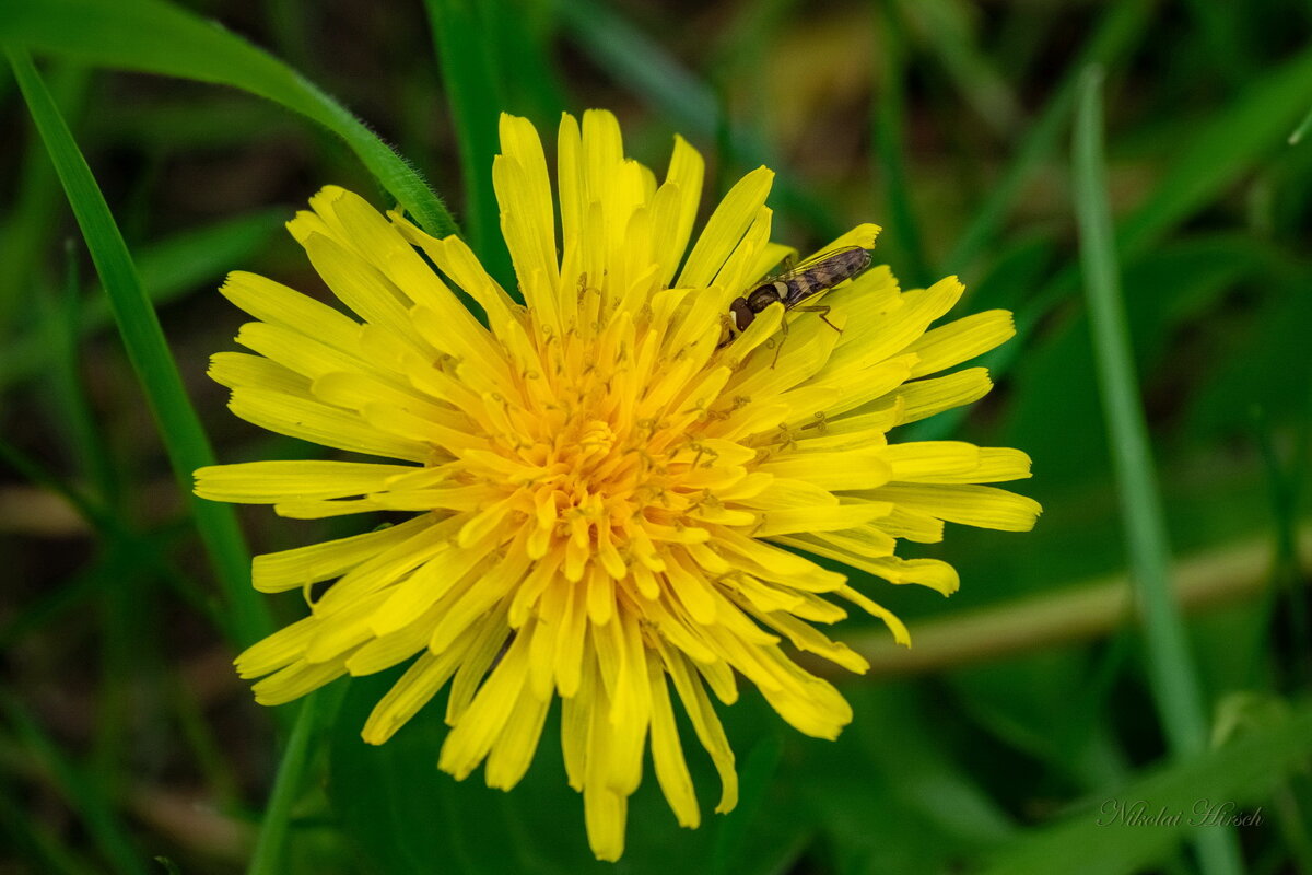Про одуванчик... - Николай Гирш