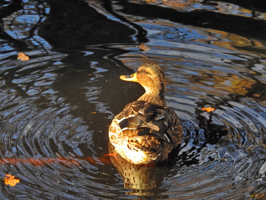 **** - ИННА ПОРОХОВА