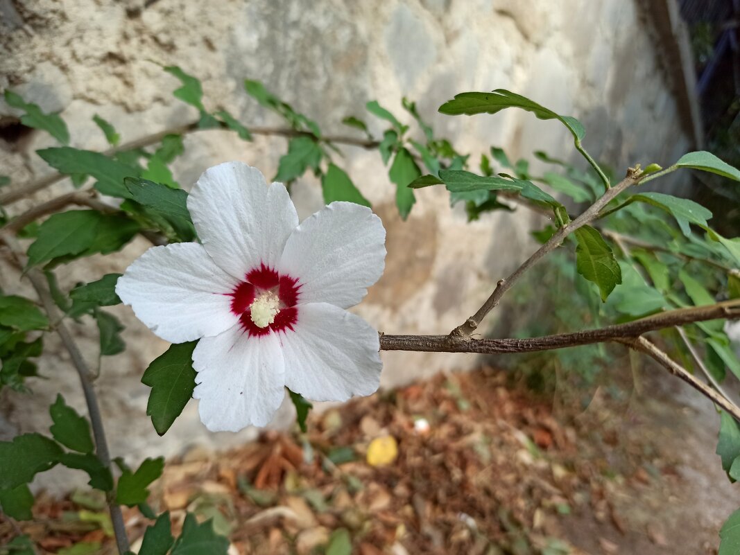 В Парке санатория "Утес". Крым. - Галина 