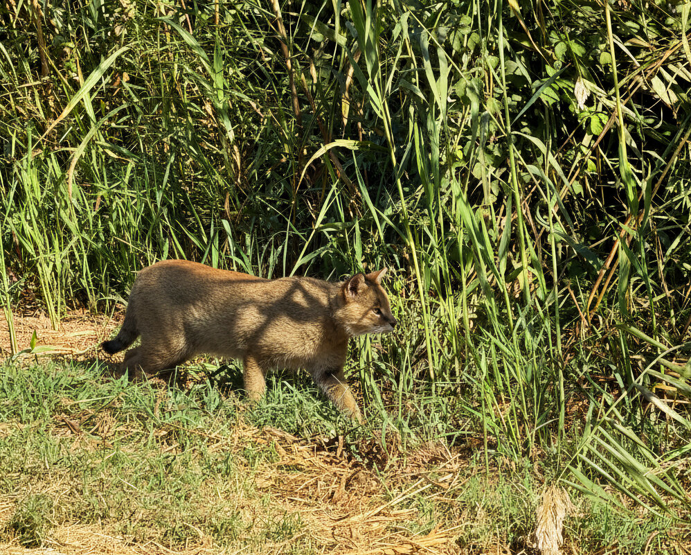 Камышовый кот. Заповедник Хула - Александр Деревяшкин