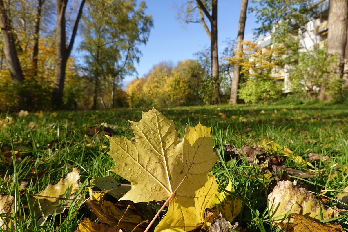 Кроет уж лист золотой Влажную землю..... - Галина 