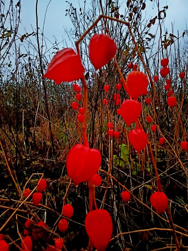В стране Красного Физалиса - Vladimir Semenchukov