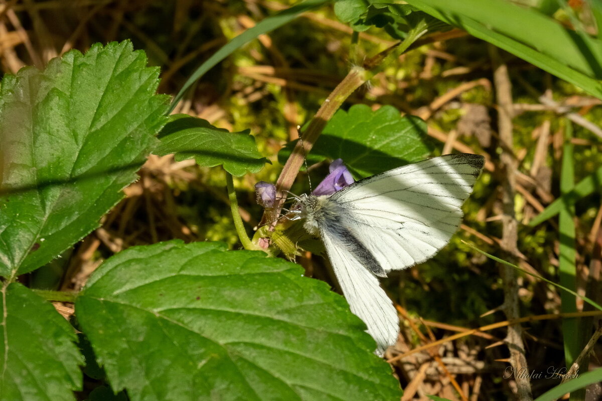 Про белянку... - Николай Гирш