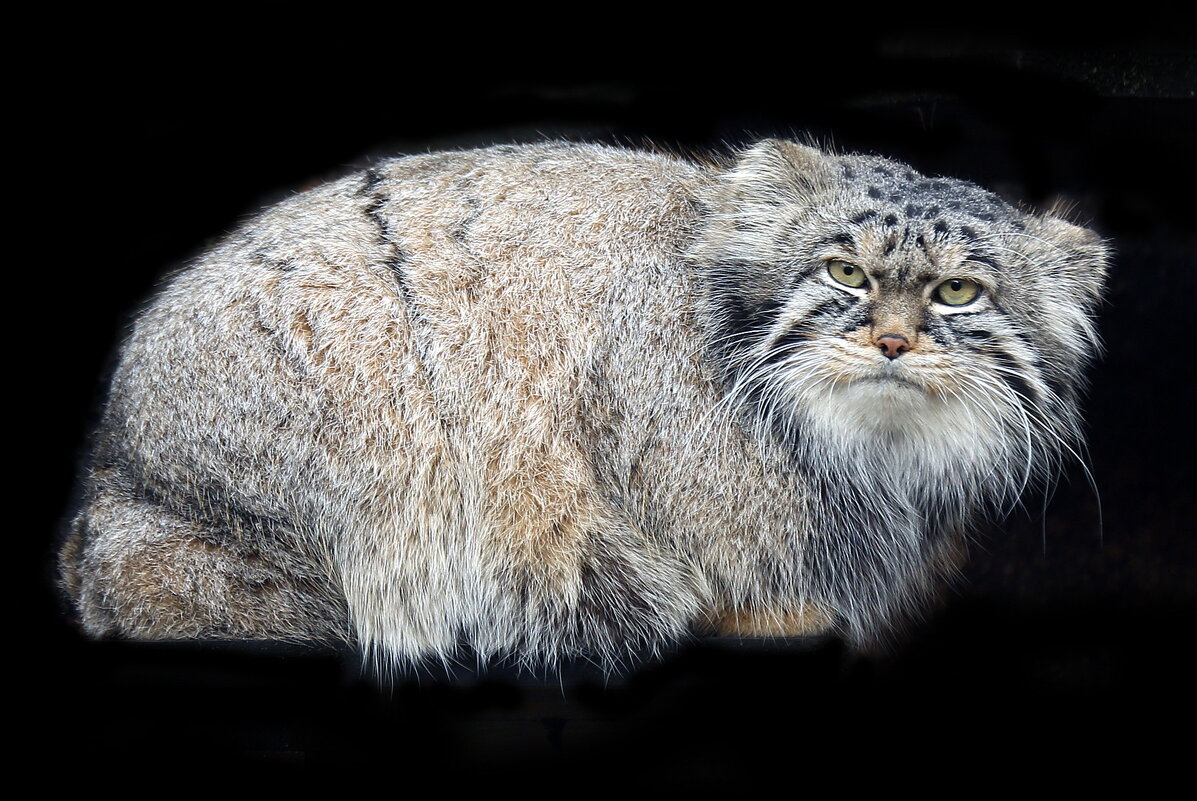 манул - Михаил Бибичков