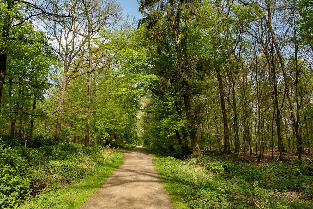 По дорожке... - Николай Гирш