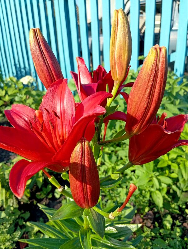 лилии - Гульфина Булатова