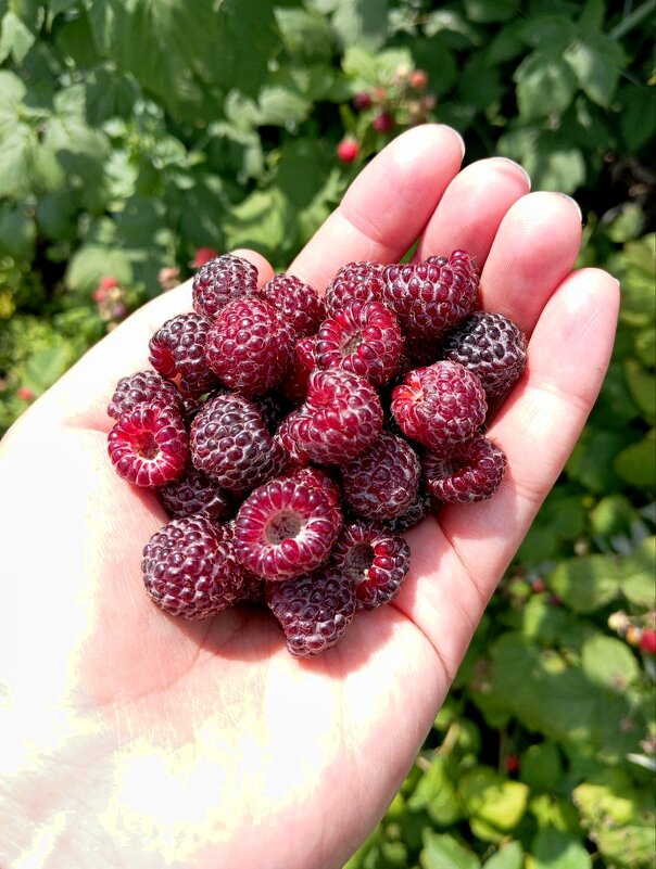 ежевика - Гульфина Булатова