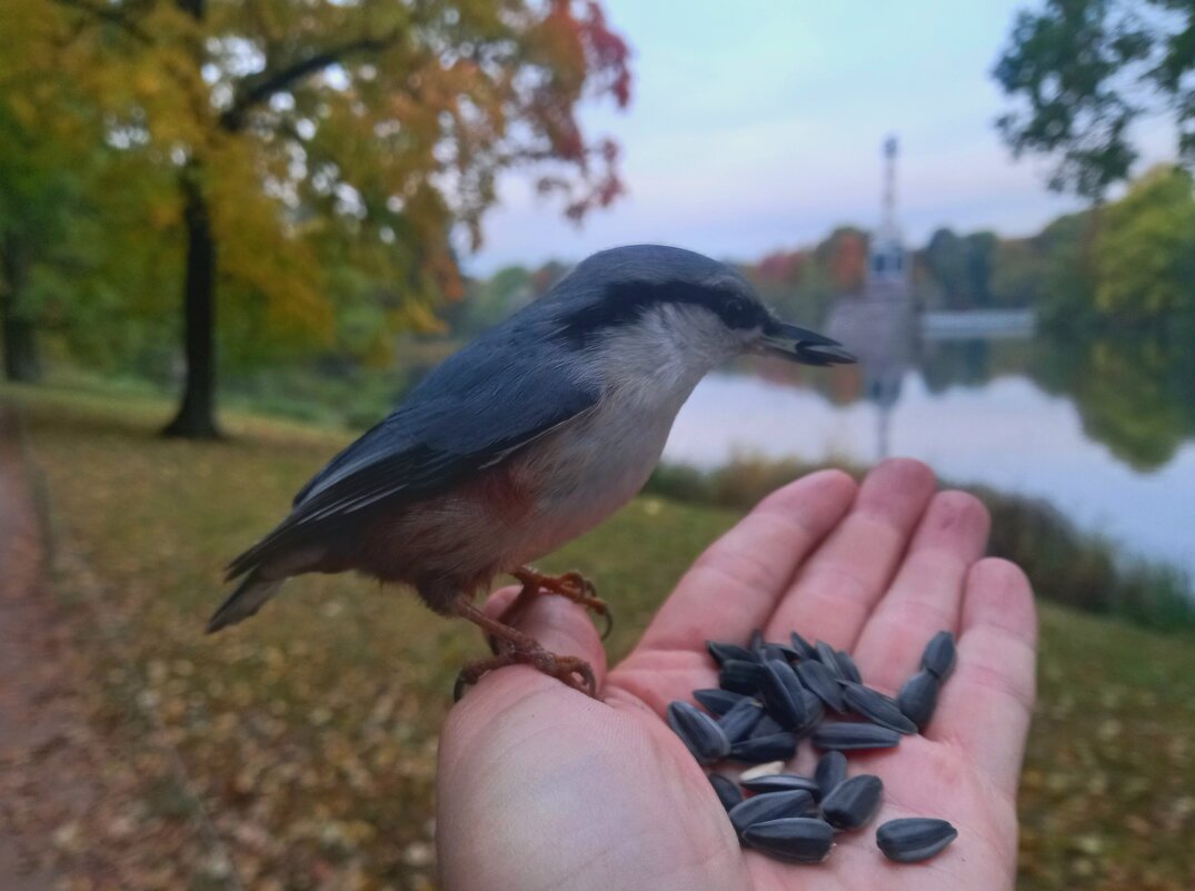 Поползень - Сапсан 