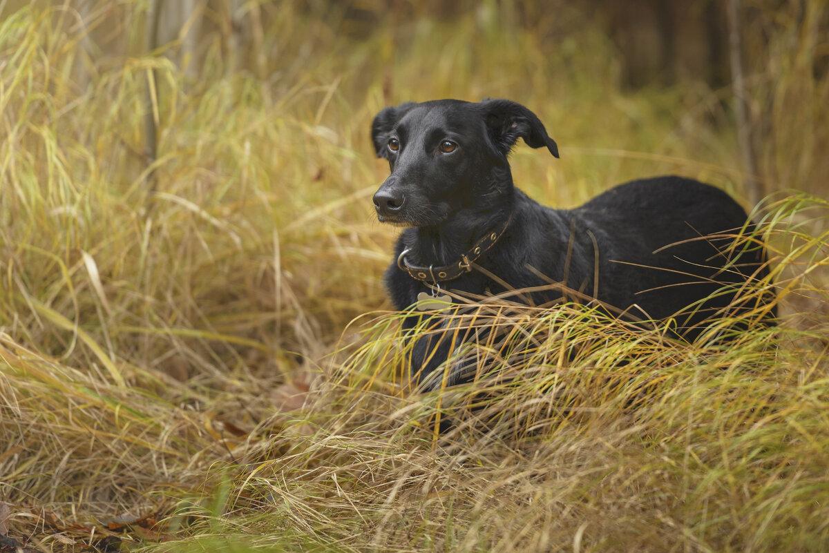 Охотник - Максим Вышарь