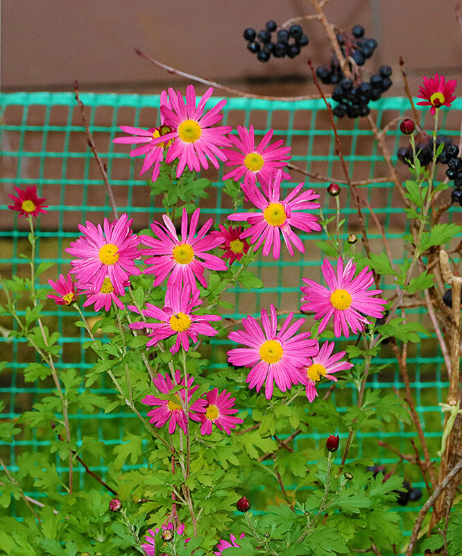 Красота у дома - Светлана 