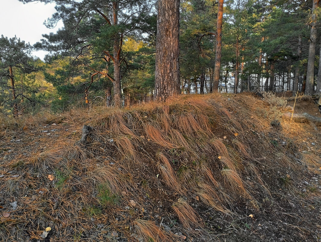 Не умыт и не причёсан сонный лес, вступивший в осень - Дмитрий Костоусов