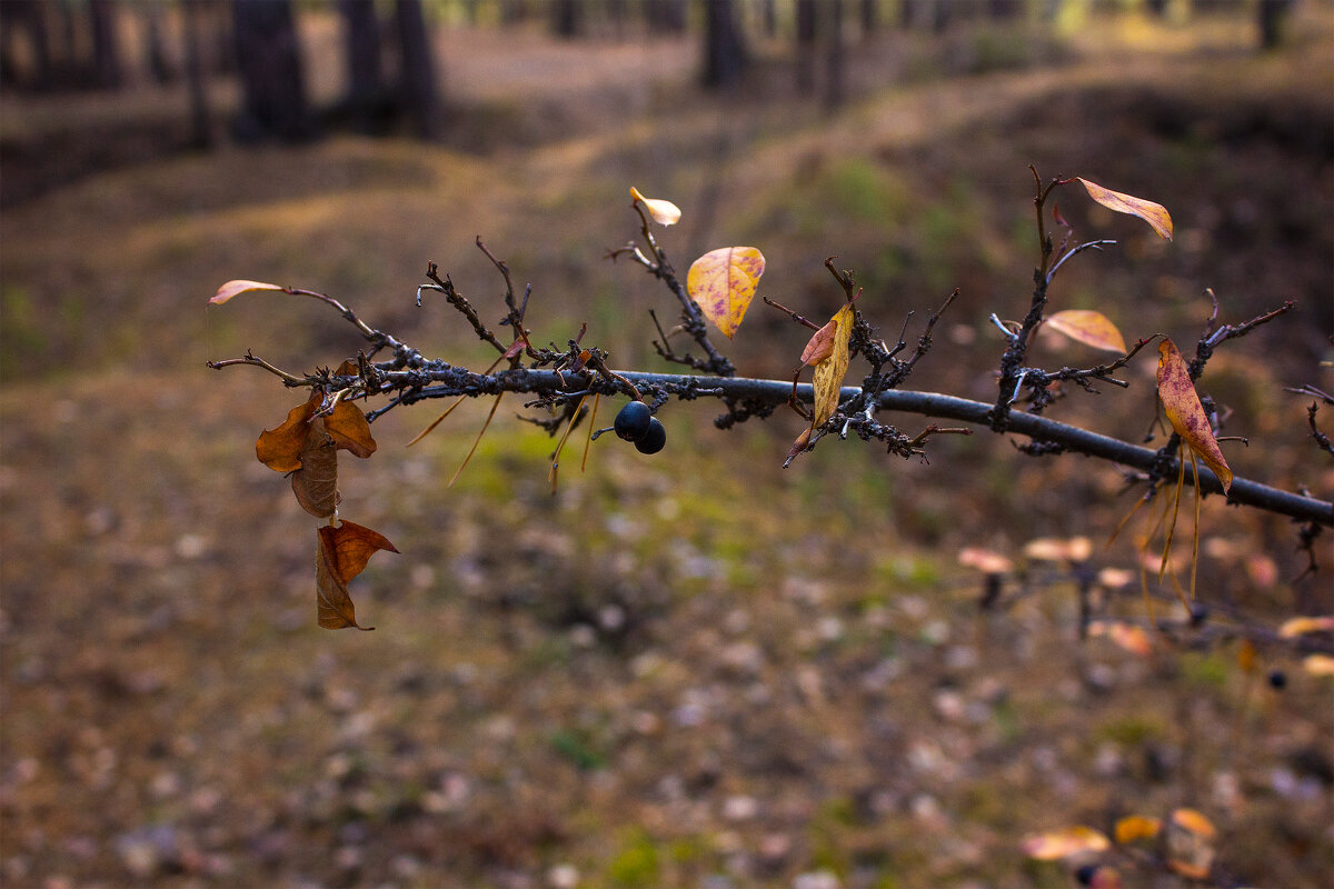 Остатки роскоши былой - Дмитрий Костоусов