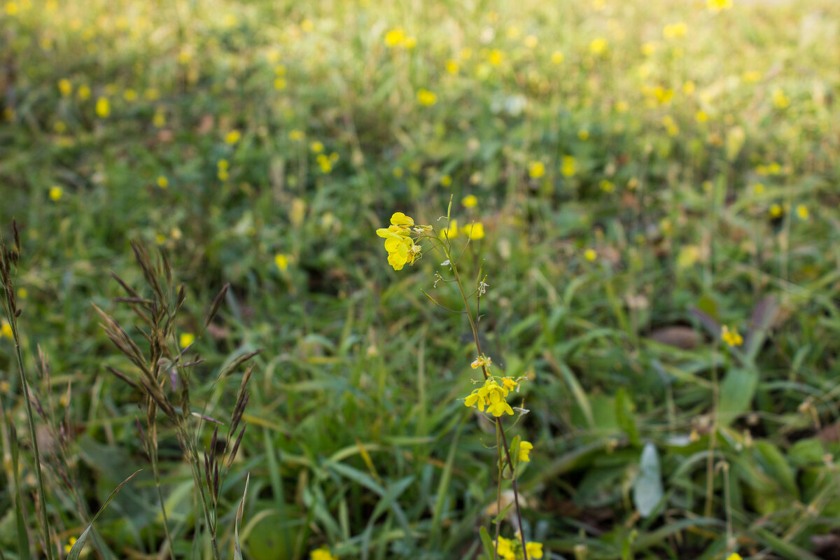 Ещё цветут последние цветы - Дмитрий Костоусов