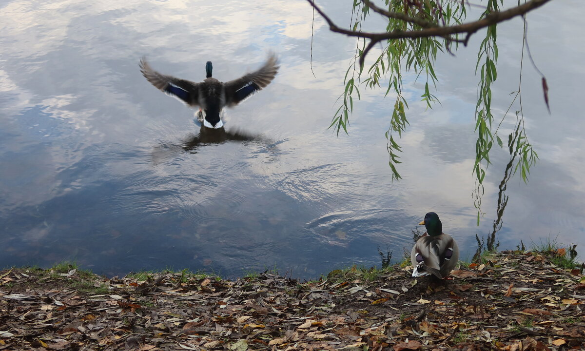 Утки - Дмитрий И_ Утки - Дмитрий И_