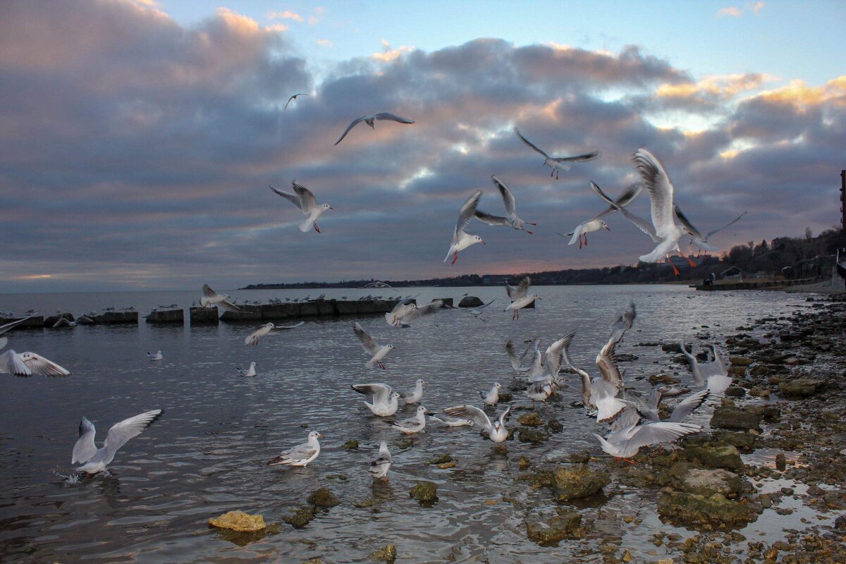 Чайки - Оксана Новик 