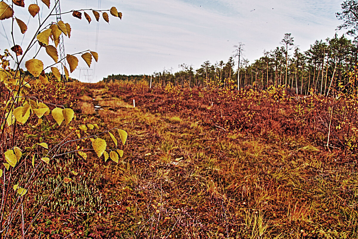 Осень,...Верховое болото вблизи протоки Девкина. - Владимир 