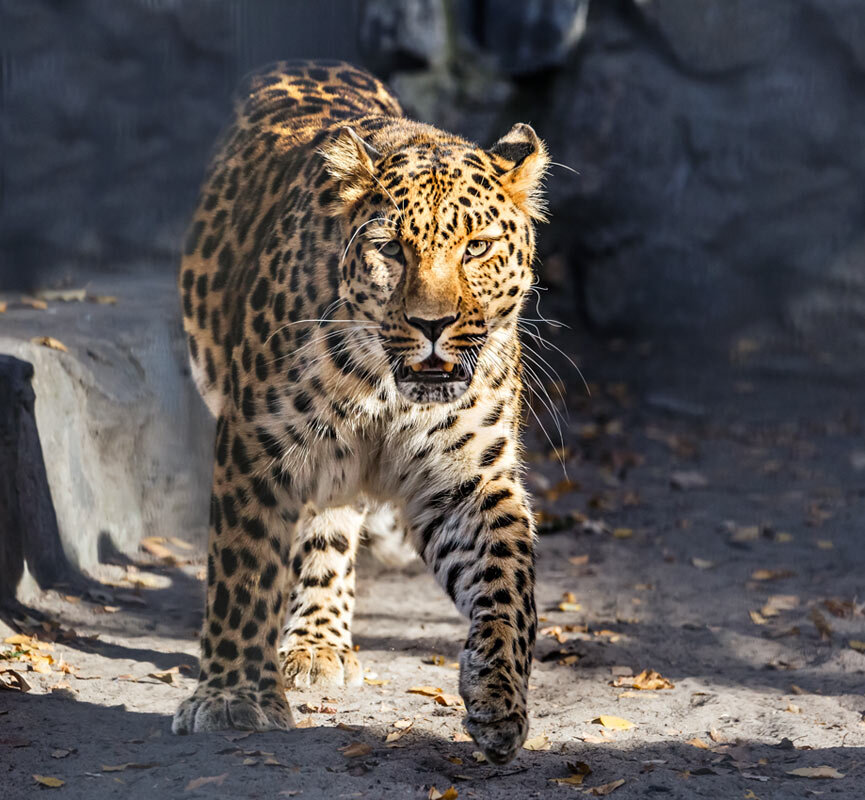 Леопард - SanSan 