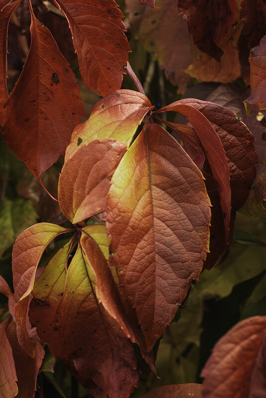краски  осени - Игорь Сикорский