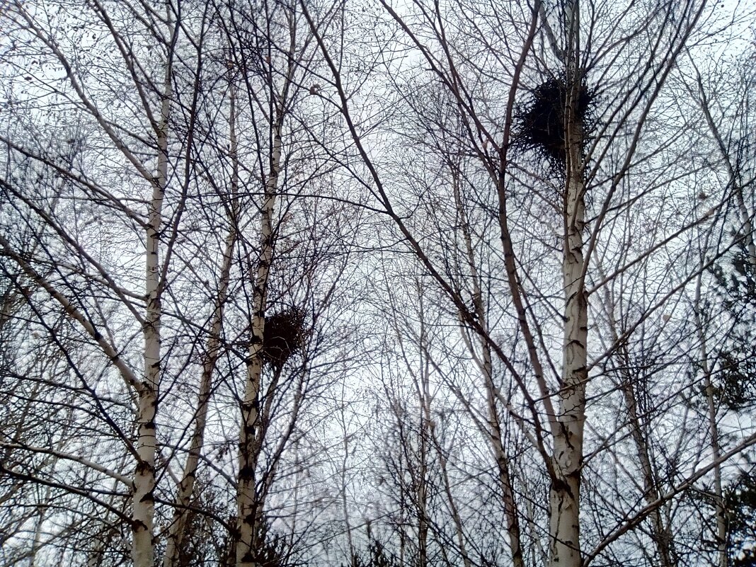 Улетели птицы - Георгиевич 