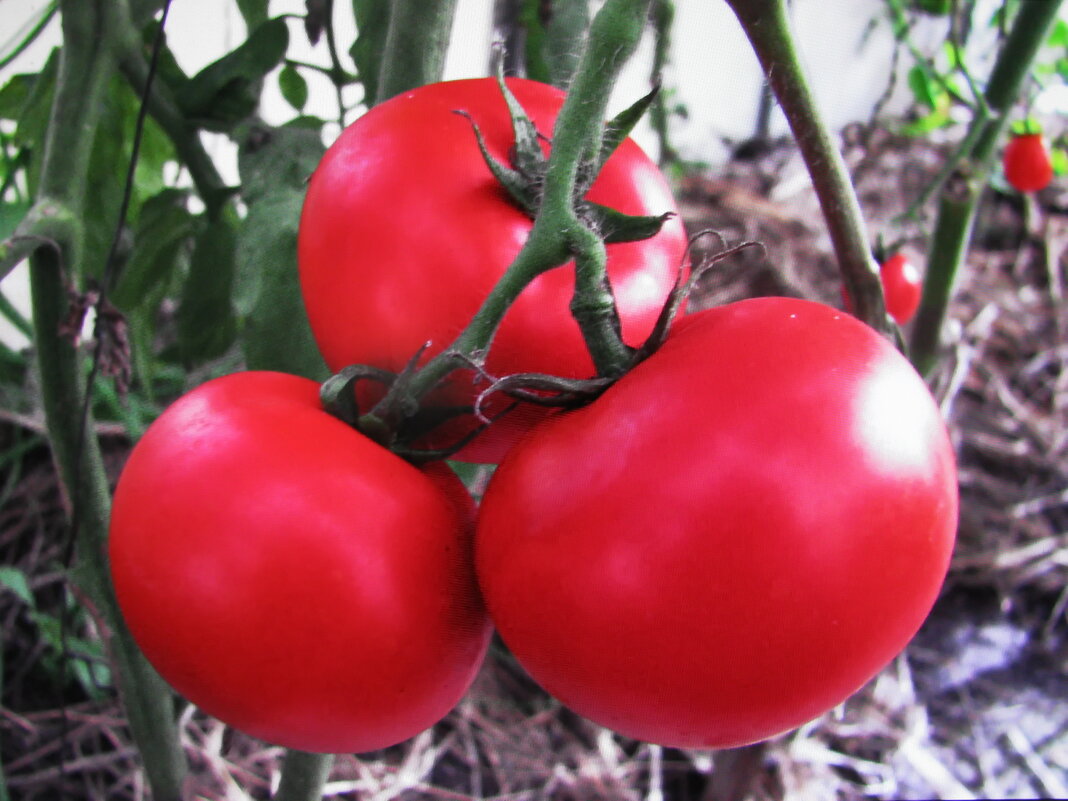 Ещё радуют помидоры - Людмила Смородинская