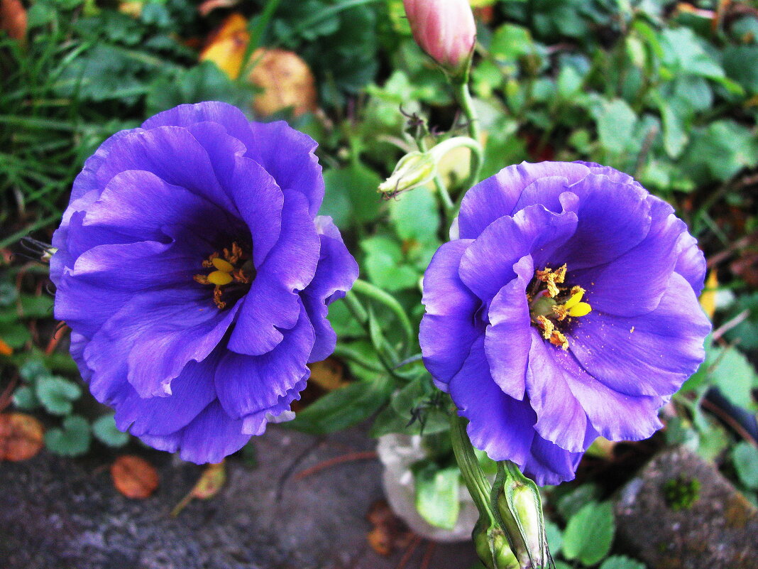 Эустома цветёт - Людмила Смородинская