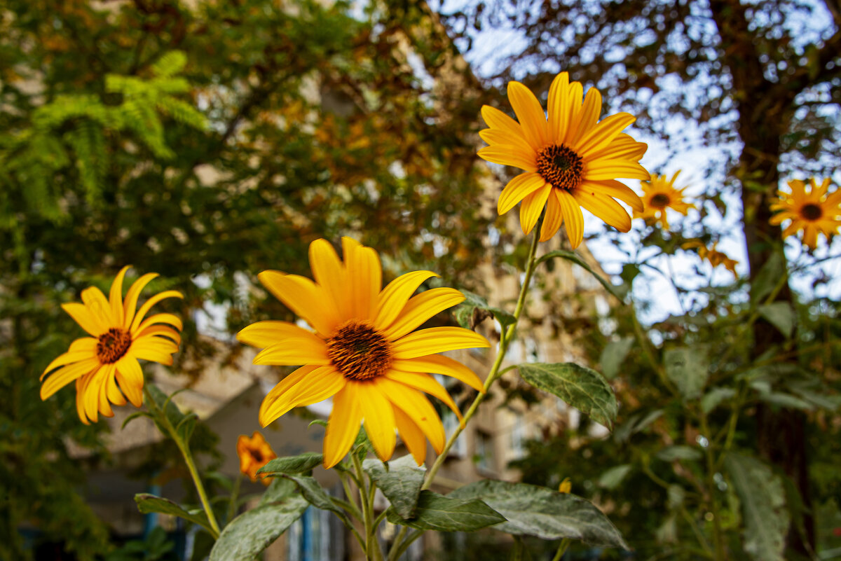 Цветы - Анатолий Чикчирный