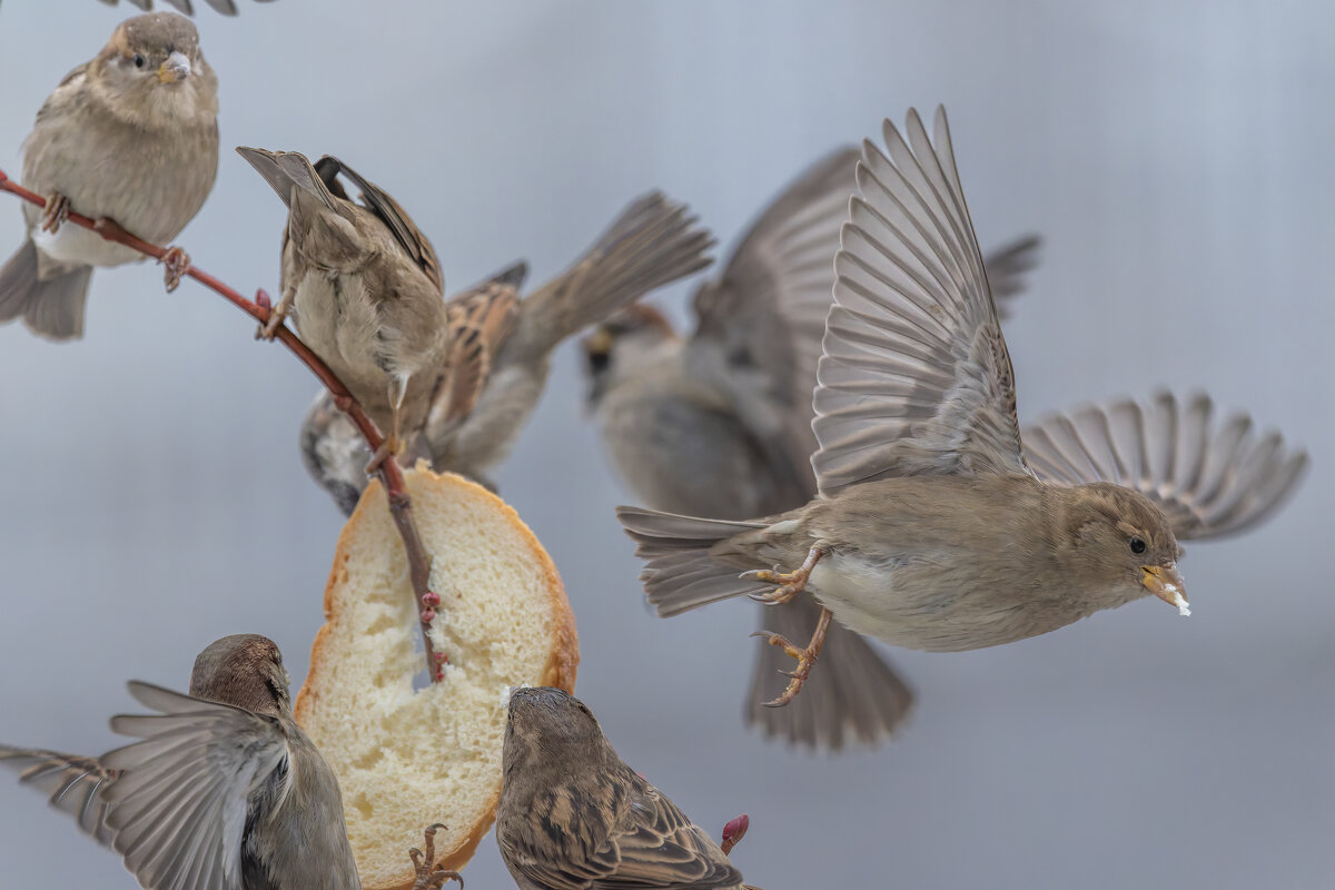 из жизни воробьев . - юрий макаров