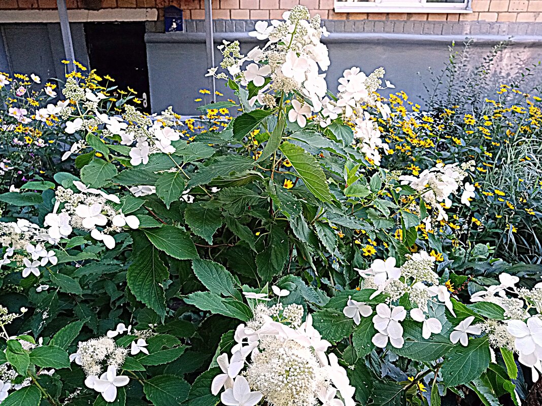 Цветы - Владимир Драгунский Цветы - Владимир Драгунский