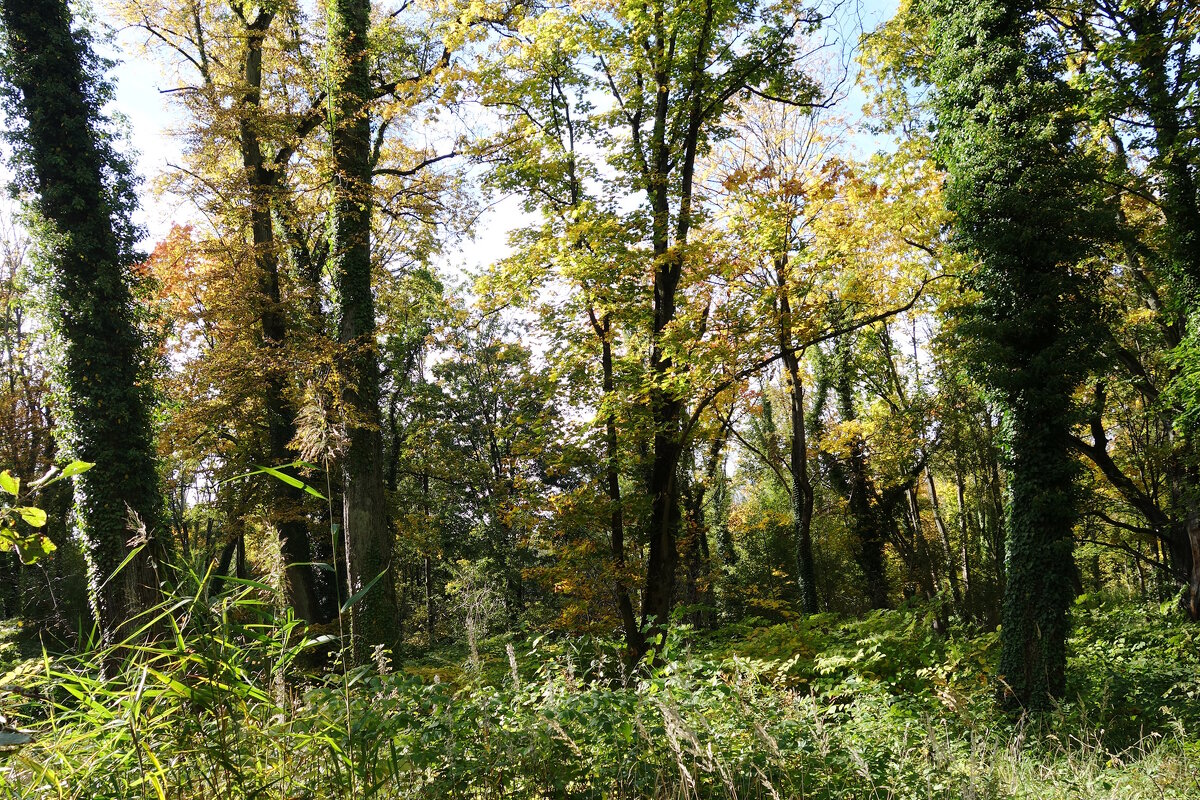 Картинки октября - Рита Симонова