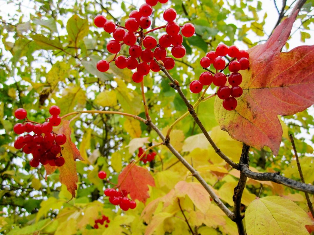 последние ягодки... - Галина Флора
