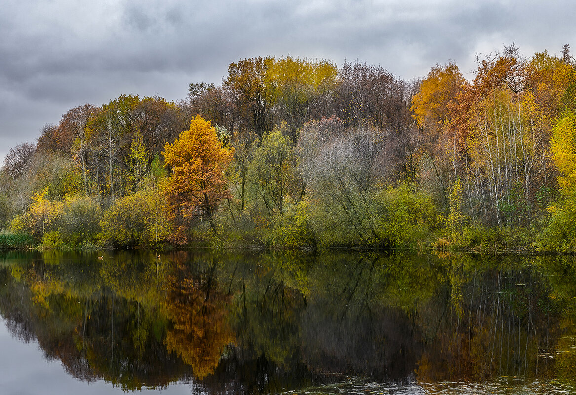 Осенний лес - Серый Осенний лес - Серый